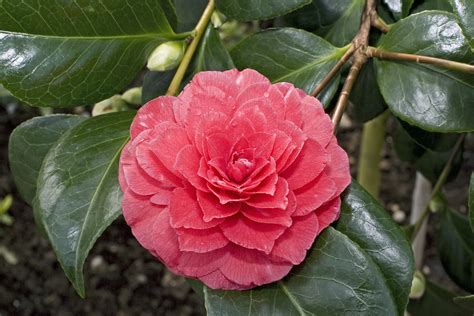 Camellia 